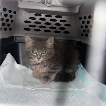 Monte -  Domestic Medium Hair Cat for Adoption in Spring Hill, Kansas - Monte | PetCurious