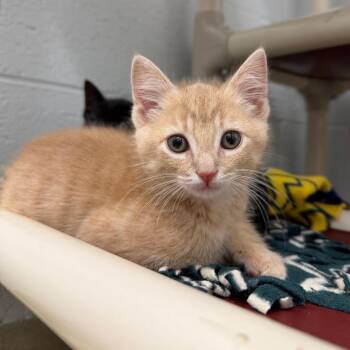 Thunder -  Domestic Short Hair Cat for Adoption in Marshall, Virginia - Thunder | PetCurious