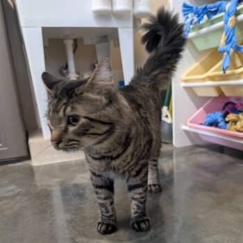 Bubbas -  Domestic Medium Hair Cat for Adoption in Manhattan, Kansas - Bubbas | PetCurious