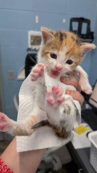 Wybie -  Domestic Short Hair Cat for Adoption in Evansville, Indiana - Wybie | PetCurious