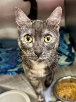 Soledad -  Domestic Short Hair Cat for Adoption in Wichita, Kansas - Soledad | PetCurious