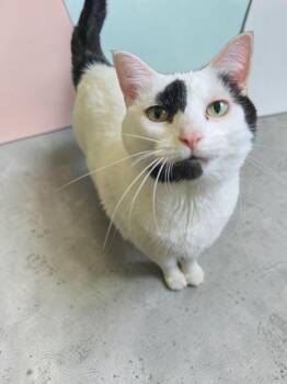 Luna -  Domestic Short Hair Cat for Adoption in Barron, Wisconsin - Luna | PetCurious