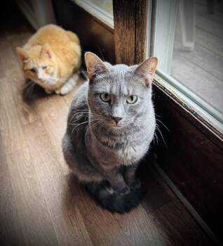 Mable -  Domestic Short Hair Cat for Adoption in Buffalo, New York - Mable | PetCurious