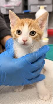 Domestic Short Hair Cats Available for Adoption in Sanford, North Carolina - Orenji | PetCurious