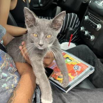 Geordie -  Domestic Short Hair Cat for Adoption in Houston, Texas - Geordie | PetCurious
