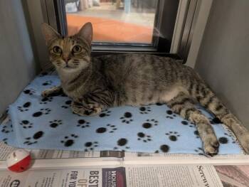 LADY -  Domestic Short Hair Cat for Adoption in Rowlett, Texas - LADY | PetCurious