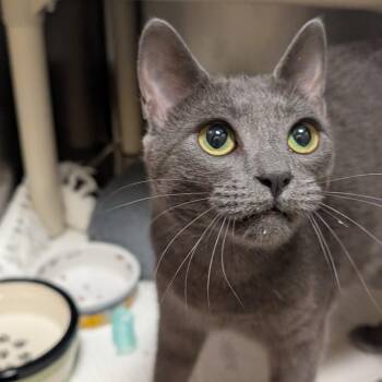 Domestic Short Hair Cats Available for Adoption in Sonoma, California - Smudge | PetCurious