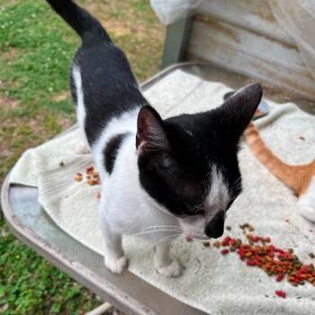 Oreo -  American Shorthair Cat Available for Adoption in Mount Vernon, Arkansas - Oreo | PetCurious