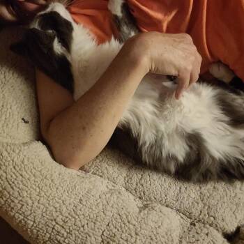 Domestic Long Hair Cats Available for Adoption in Wheaton, Illinois - Tommy Phantom | PetCurious