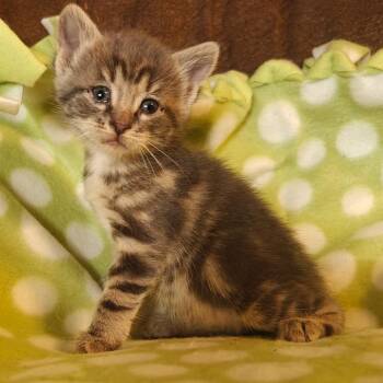 Bloom C10889 -  Domestic Short Hair Cat for Adoption - Bloom C10889 | PetCurious