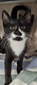 MOOSTASH -  Domestic Short Hair Cat for Adoption - MOOSTASH | PetCurious