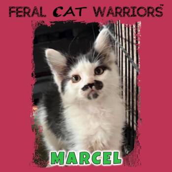 Marcel -  Domestic Short Hair Cat for Adoption in Kingman, Arizona - Marcel | PetCurious