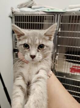 Capri -  Domestic Short Hair Cat for Adoption in Republic, Missouri - Capri | PetCurious