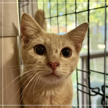 Brody -  Domestic Short Hair Cat for Adoption in Houston, Texas - Brody | PetCurious