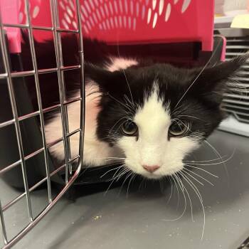 Beary -  Domestic Medium Hair Cat for Adoption in Cedar Rapids, Iowa - Beary | PetCurious