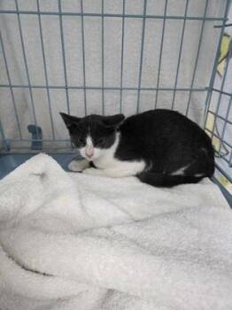 Dalton -  Domestic Short Hair Cat for Adoption in Gainesville, Florida - Dalton | PetCurious