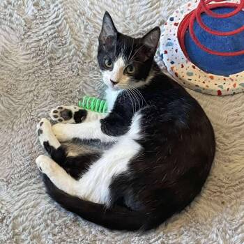 Rescue Domestic Short Hair Cats for Adoption in Visalia, California - Robin | PetCurious
