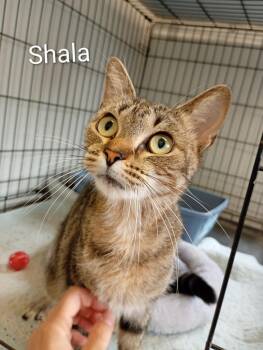 Shala -  Domestic Short Hair Cat for Adoption in Saint James, Minnesota - Shala | PetCurious
