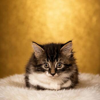 Dancing Queen -  Domestic Medium Hair Cat for Adoption in Binghamton, New York - Dancing Queen | PetCurious