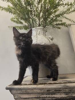 Dorothea -  Domestic Long Hair Cat for Adoption in Cary, North Carolina - Dorothea | PetCurious