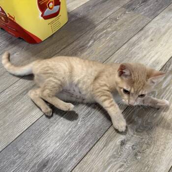 Swiss -  Domestic Short Hair Cat for Adoption in Georgetown, Kentucky - Swiss | PetCurious