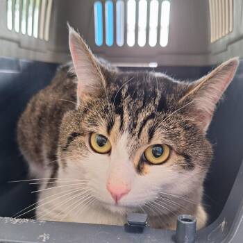 Baymax -  Domestic Short Hair Cat for Adoption in Montgomery, Alabama - Baymax | PetCurious