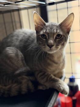 Runner -  Domestic Short Hair and Tabby Cat for Adoption in New York, New York - Runner | PetCurious