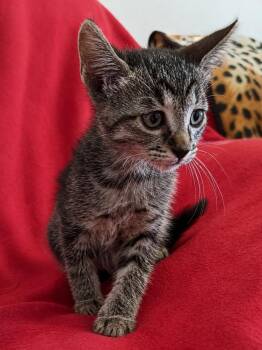 M&M -  Domestic Short Hair Cat for Adoption in St. Augustine, Florida - M&M | PetCurious