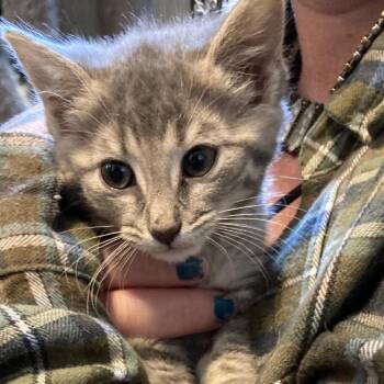 Kellie -  Domestic Short Hair Cat Available for Adoption in Marion, Illinois - Kellie | PetCurious