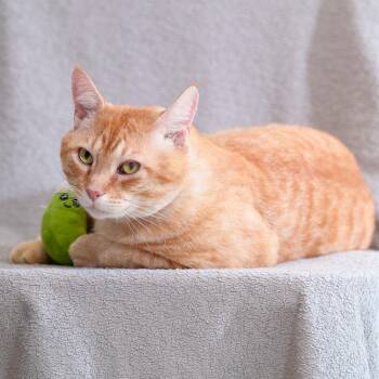 Domestic Short Hair Cats Available for Adoption in Sunnyvale, California - Chubby Cheeks | PetCurious