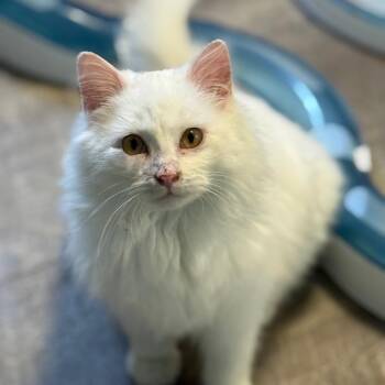 Domestic Long Hair Cats Available for Adoption - Falkor | PetCurious