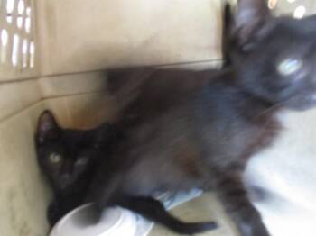 A384283 -  Domestic Short Hair Cat for Adoption in Ocala, Florida - A384283 | PetCurious