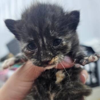 Rescue Domestic Short Hair Cats for Adoption in Corydon, Indiana - Sticky Note | PetCurious