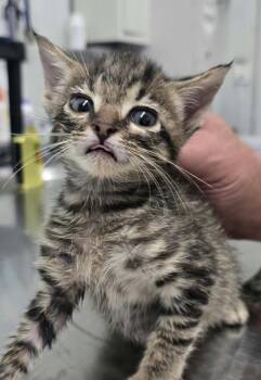 Loreal -  Domestic Short Hair Cat for Adoption in Hillsdale, Indiana - Loreal | PetCurious