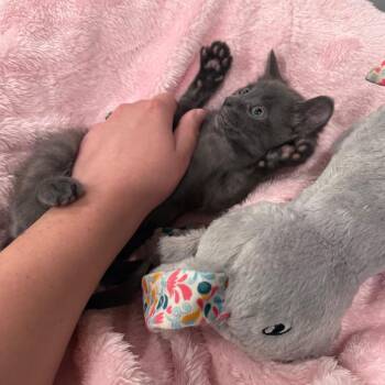 Turbo -  Domestic Short Hair Cat for Adoption in Richmond, Virginia - Turbo | PetCurious