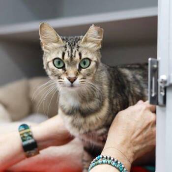 Ms. Tabby -  Domestic Short Hair Cat for Adoption in Atlanta, Georgia - Ms. Tabby | PetCurious