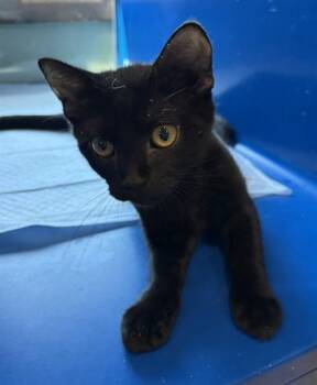 HOWARD -  Domestic Short Hair Cat for Adoption in Westminster, Maryland - HOWARD | PetCurious