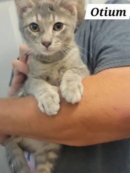 Rescue Domestic Short Hair Cats for Adoption in Ogden, Utah - Otium | PetCurious