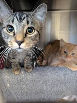 Tigger -  Domestic Short Hair Cat for Adoption in Cincinnati, Ohio - Tigger | PetCurious