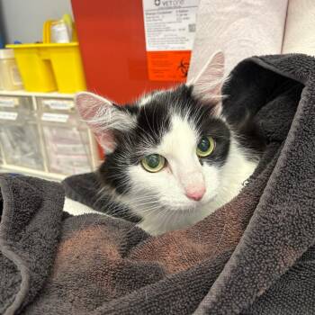 Misty -  Domestic Medium Hair Cat for Adoption in Spokane, Washington - Misty | PetCurious