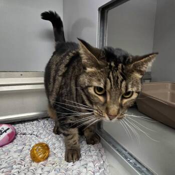 61967543 -  Domestic Short Hair Cat for Adoption in Elko, Nevada - 61967543 | PetCurious