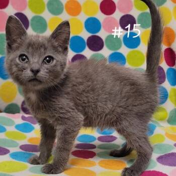 Lagoon -  Domestic Short Hair Cat for Adoption in Parkersburg, West Virginia - Lagoon | PetCurious