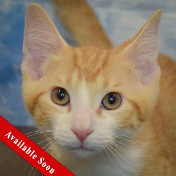 Curly -  Tabby and Domestic Short Hair Cat for Adoption in Huntley, Illinois - Curly | PetCurious