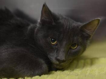 Golden Eagle -  Domestic Short Hair Cat for Adoption in Portland, Oregon - Golden Eagle | PetCurious