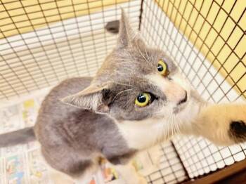 Rescue Domestic Short Hair Cats for Adoption in Tustin, California - MS. MARY | PetCurious