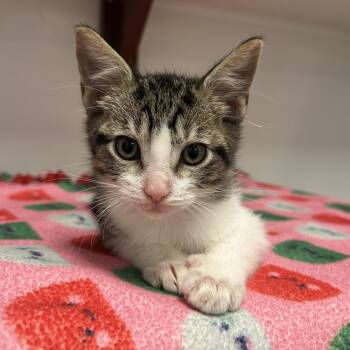Randal -  Domestic Short Hair Cat for Adoption in West Palm Beach, Florida - Randal | PetCurious