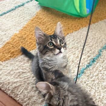 AJ McLean -  Domestic Medium Hair Cat for Adoption in Las Vegas, Nevada - AJ McLean | PetCurious