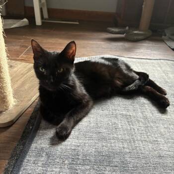 Elyse -  Domestic Short Hair Cat for Adoption in Carmel, Indiana - Elyse | PetCurious