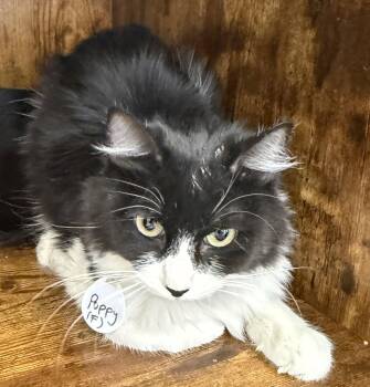 Poppy - CCC -  Tuxedo and Domestic Medium Hair Cat for Adoption in San Luis Obispo, California - Poppy - CCC | PetCurious
