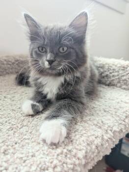 Timbit -  Domestic Medium Hair Cat for Adoption in Courtenay, British Columbia - Timbit | PetCurious